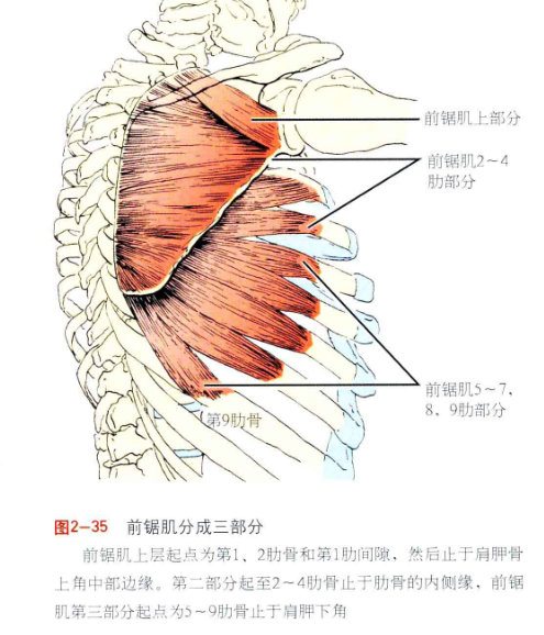 美圖分享肩周肌肉