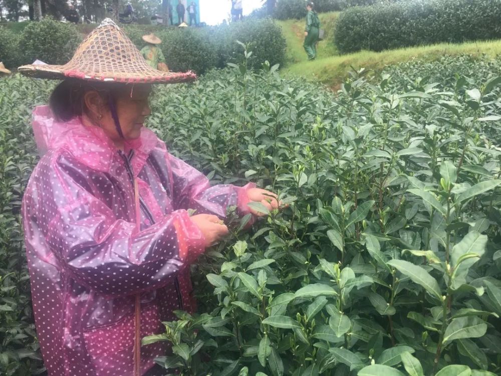 微风飘过,阵阵茶香扑鼻而来,37名采茶工背着茶篓分散在茶垄间,手指在