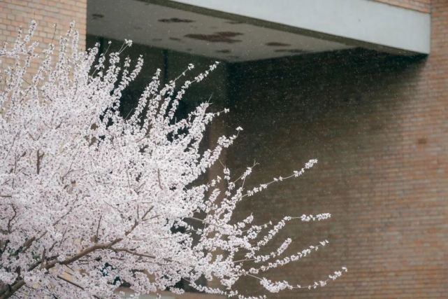 庭樹飛花,靜候春暖雪中應知春信至銀沙玉屑,飄颻浮雲端花疏天淡,紛繁