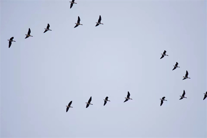 摄影爱好者表示,这些大雁在空中队形整齐,造型各异,有大队,有中队,有