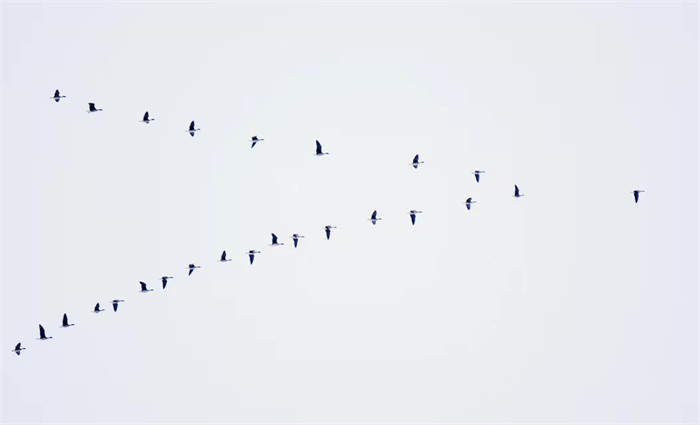 摄影爱好者表示,这些大雁在空中队形整齐,造型各异,有大队,有中队,有