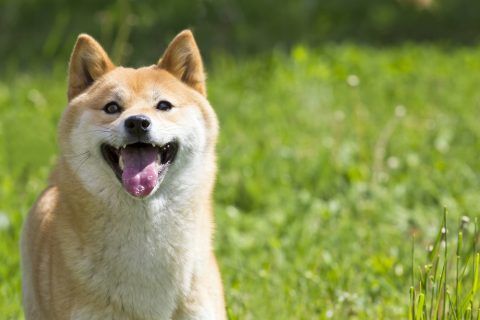 柴犬vs柯基要养哪只 网友答案竟一面倒 腾讯新闻