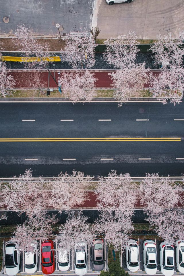 乾淨的街,江北新區的建築為背景,櫻花將浪漫無限拉長.