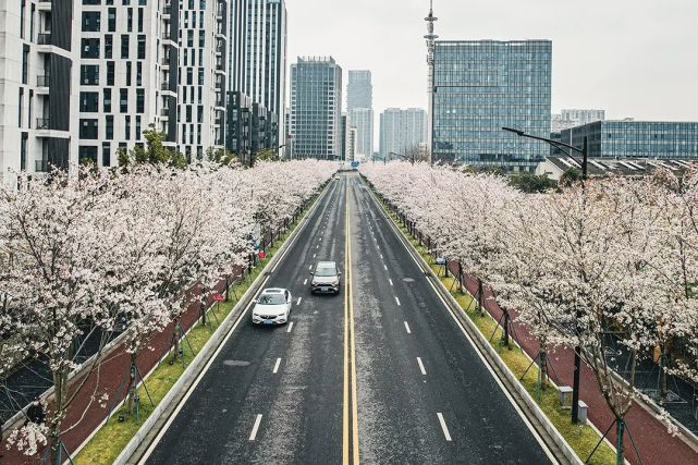 乾淨的街,江北新區的建築為背景,櫻花將浪漫無限拉長.