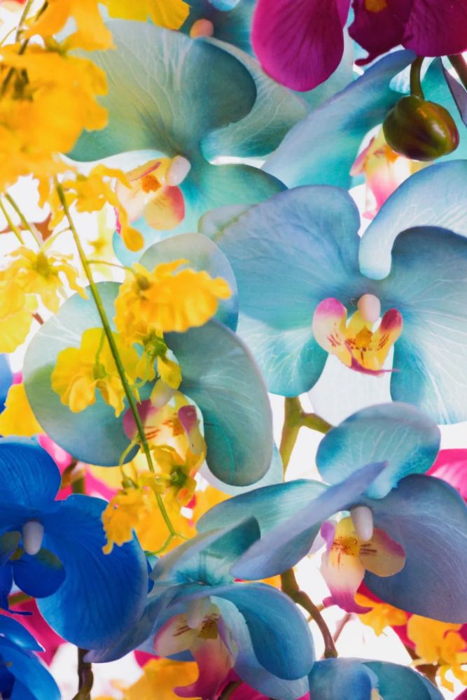 独家专访千万别在春天错过蜷川实花