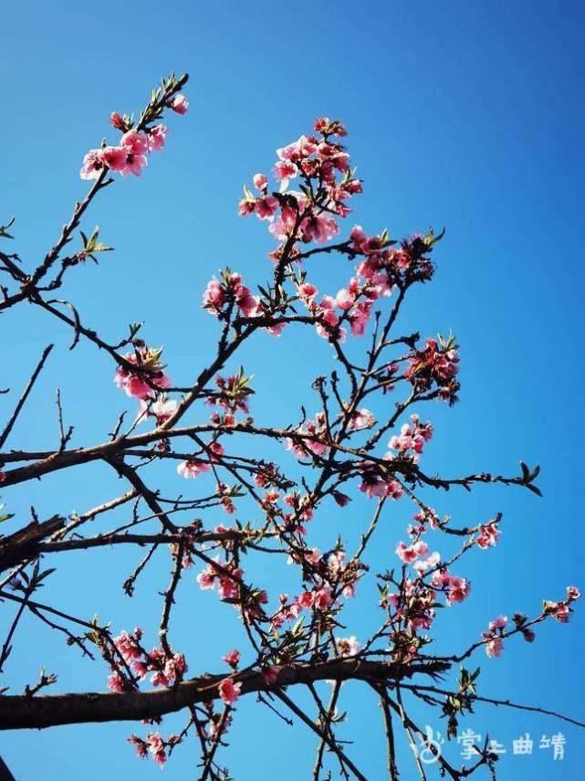 沾益城区春和景明