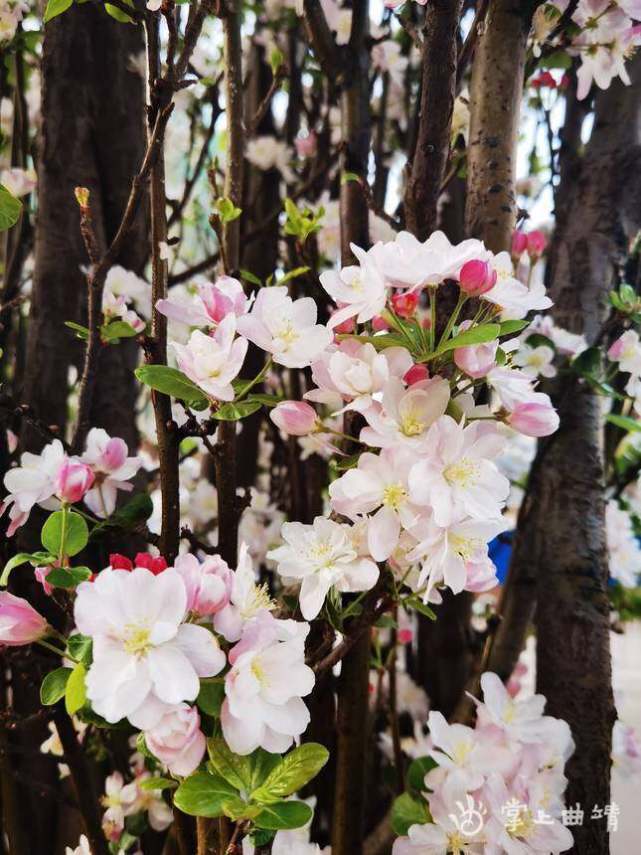 沾益城区春和景明