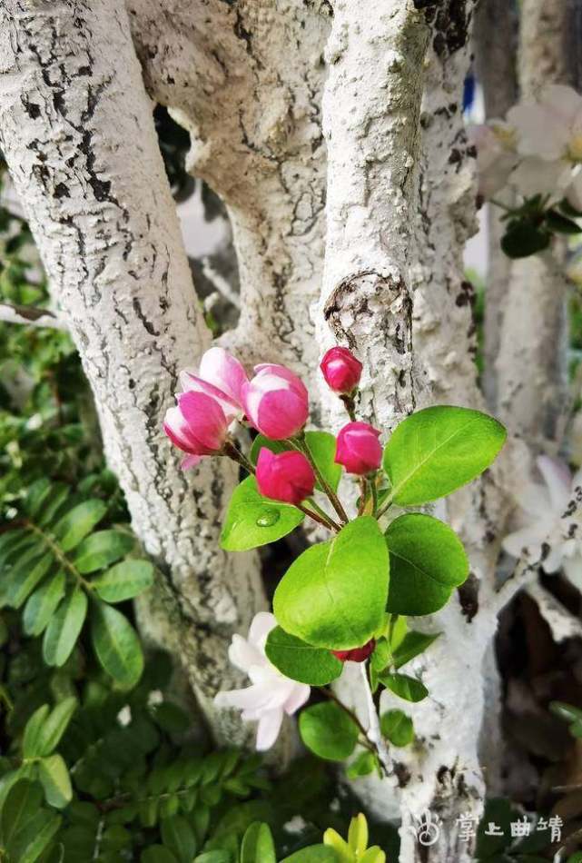 沾益城区春和景明