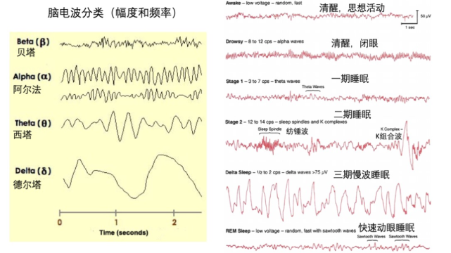 睡眠,谷爱凌的秘密武器