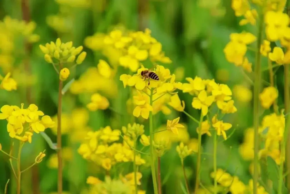 春光灑滿羊木鎮油菜花海開正豔