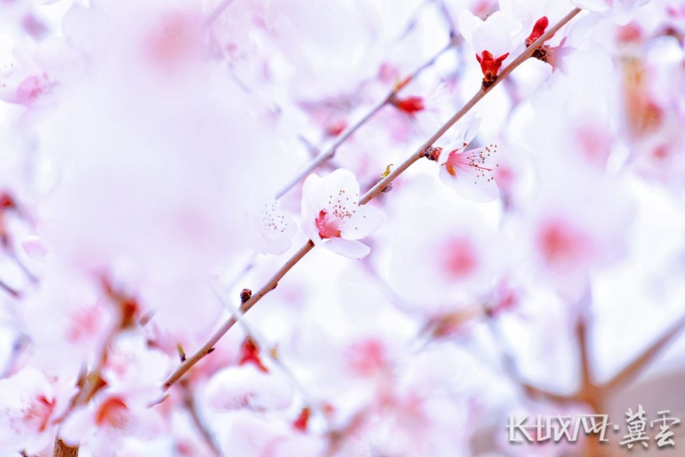 高清组图保定市满城区山毛桃花迎春开