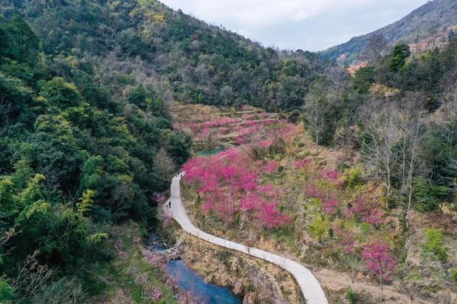 乐清·大荆镇桐阳村除去赏花,采茶,九龙茶园的露营平台也是这个季节