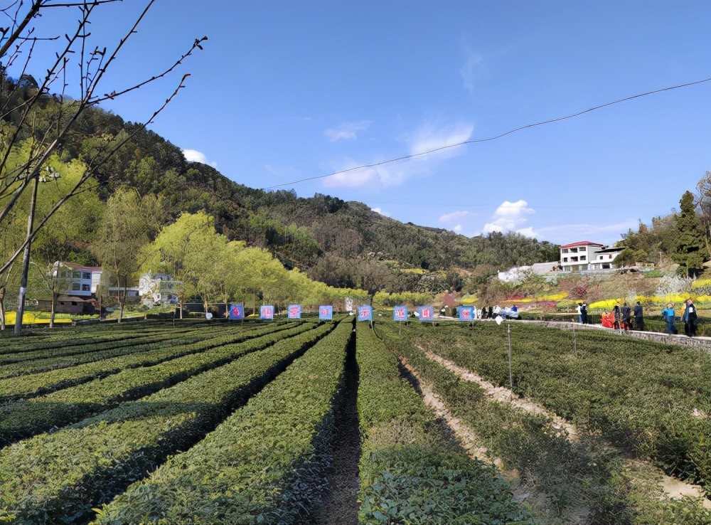 安康富硒茶地理标志商标使用者授牌,为汉滨区东旭生态农业开发有限