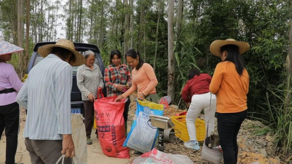 赞桂平市麻垌镇这村1500多亩有机春茶已进入采摘期这村每年都有几十万