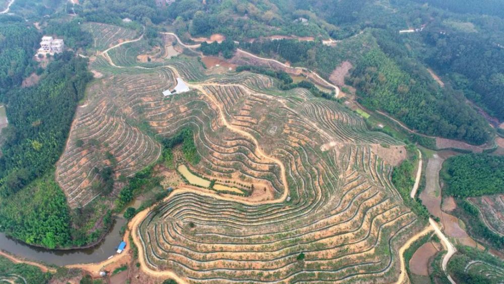 赞桂平市麻垌镇这村1500多亩有机春茶已进入采摘期这村每年都有几十万