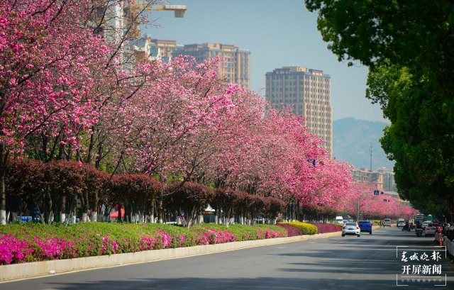 昆明这条樱花大道,你打卡了吗?