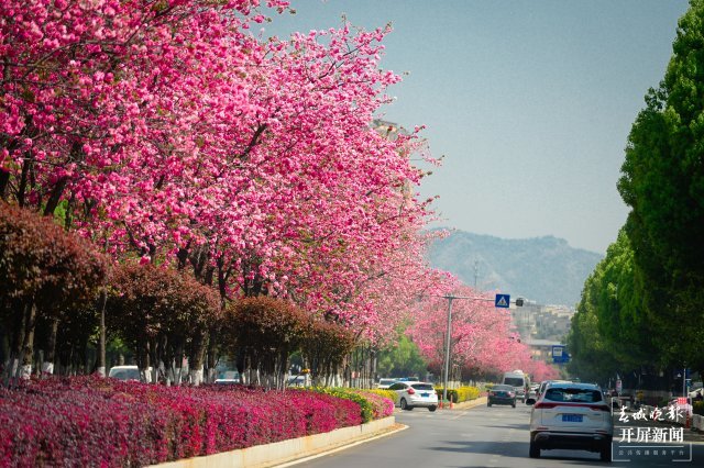 昆明这条樱花大道,你打卡了吗?