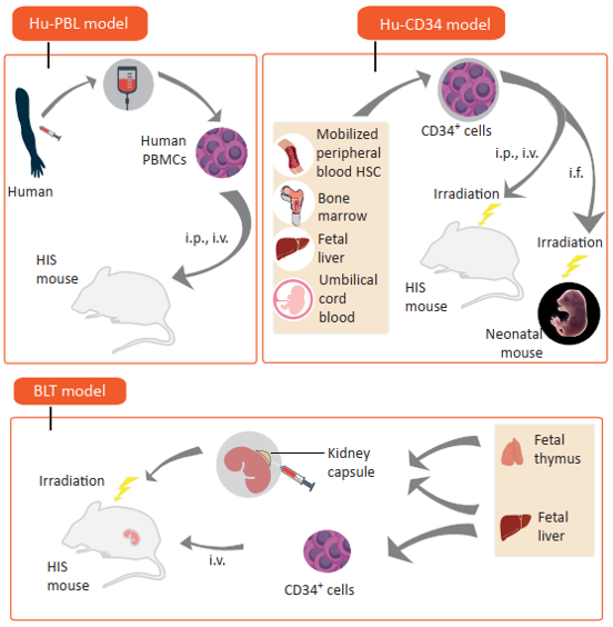 如何选用免疫缺陷小鼠,这篇文章告诉你诀窍_腾讯新闻
