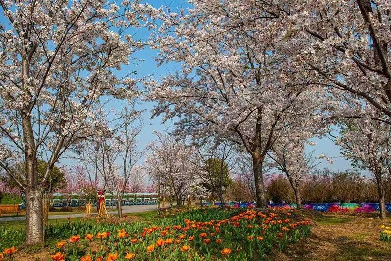 沂水花彩小镇花朝节图片