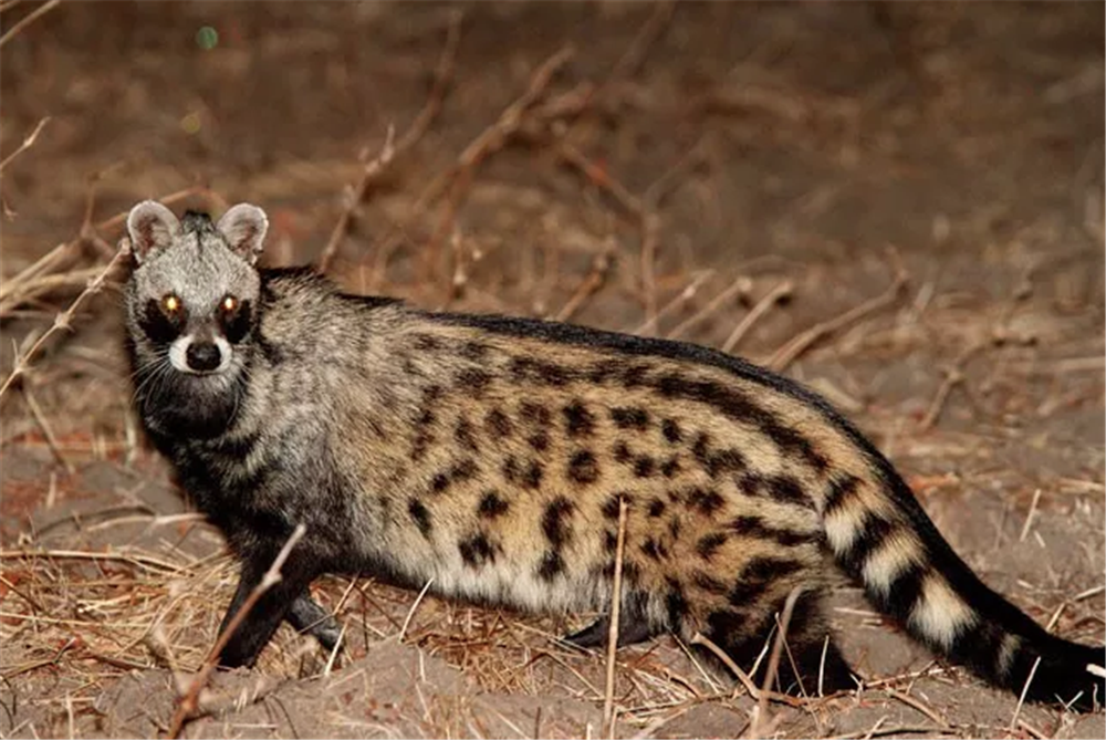 小灵猫灵猫通过在笼舍四周摩擦,分泌出具有香味的油脂,特别是发情期