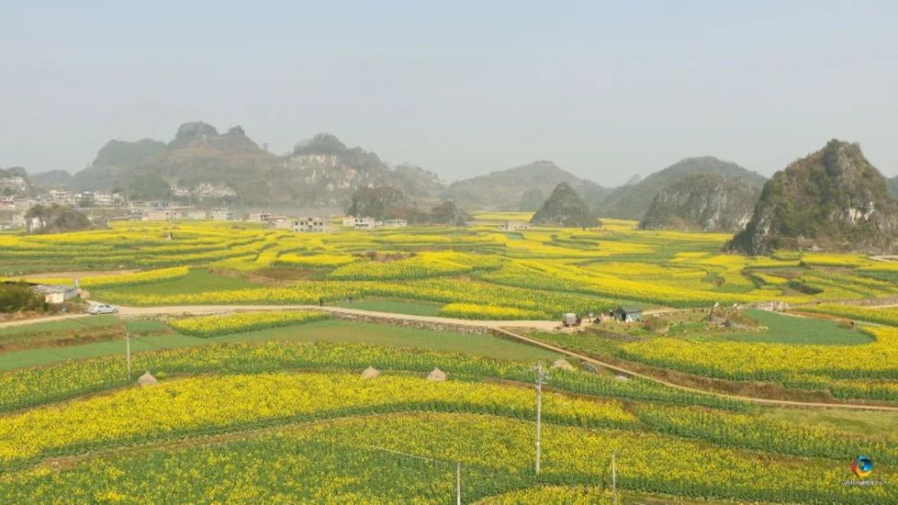 陽春三月,六枝特區木崗鎮萬畝油菜花競相綻放,鋪就了一場