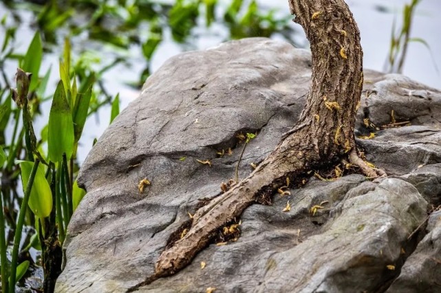 南京玄武湖景区现"树坚强"