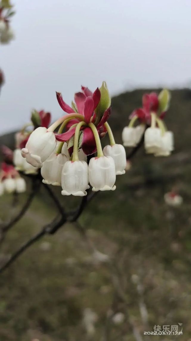 平天山吊钟花开了!错过等明年!