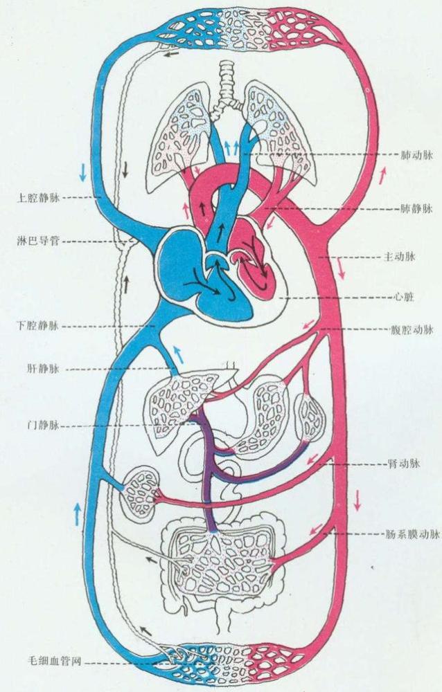 如何促进血液循环使手脚不冰凉_手脚冰凉血液不循环_手脚冰凉血液循环