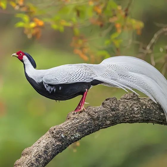 鳥鳴八閩|福建省國家重點保護鳥類(二)