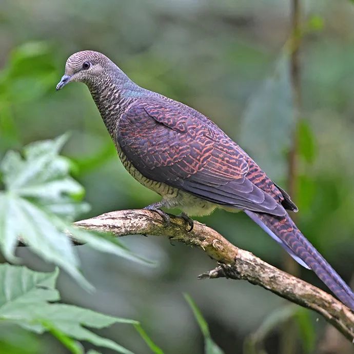 鳥鳴八閩|福建省國家重點保護鳥類(二)_騰訊新聞