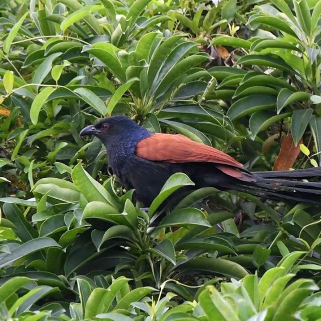 鳥鳴八閩|福建省國家重點保護鳥類(二)