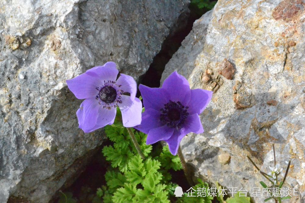 3月19日 25日爱情运势 邂逅爱情 满心欢喜的四大星座 天天看点