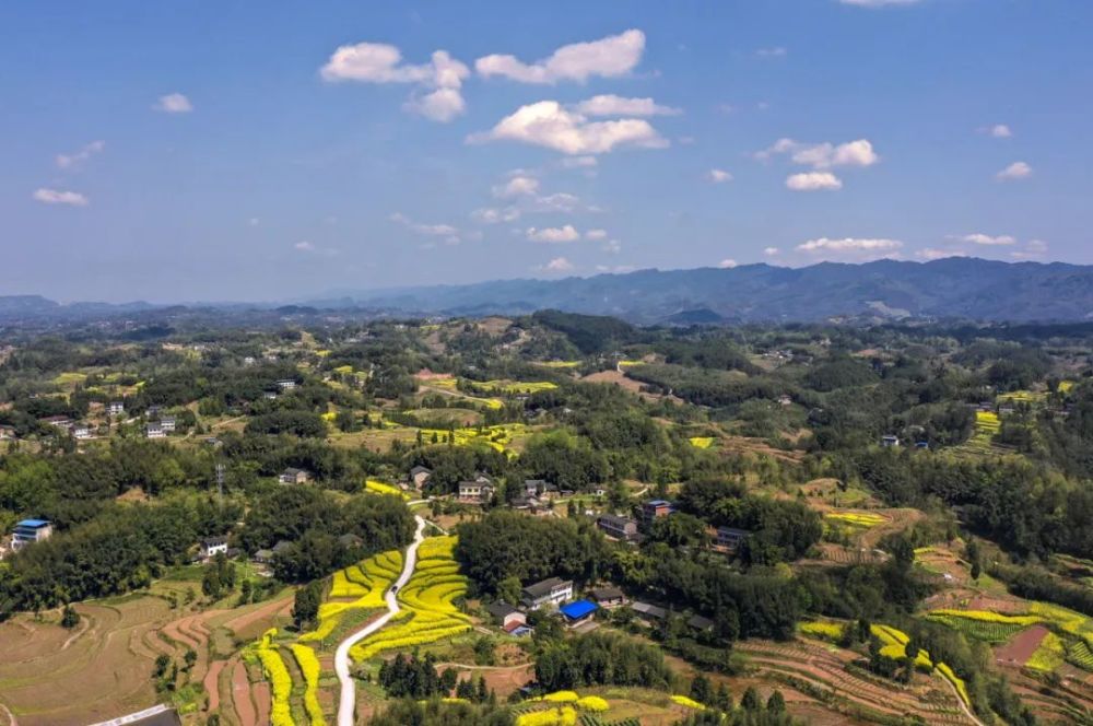 3月17日,碧山镇龙桥村,蓝天白云下,金黄的油菜花与村落交相辉映,美不