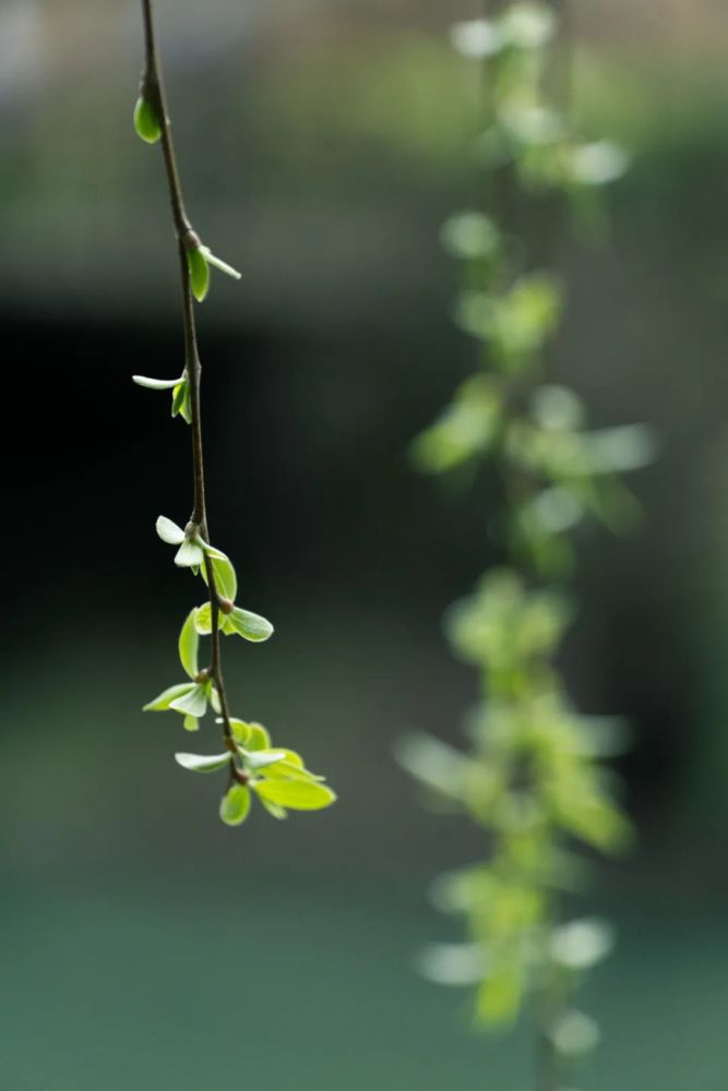 春風春雨春柳古詩詞中最美的春天請收藏