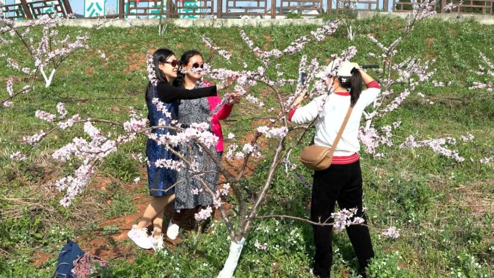 我只發這一次週末踏青去桃博園這裡有2000餘畝桃花盛開