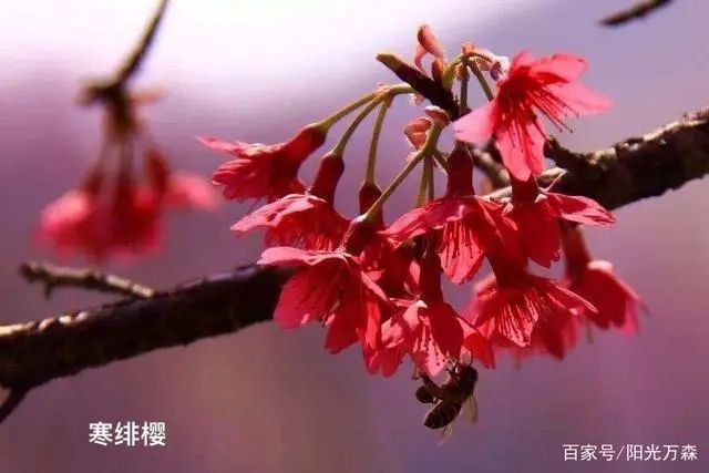 花期一般在3月初至4月上旬1,紅豐櫻:先花後葉,嫩葉綠帶褐色.