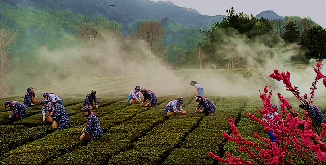 大别茶坊英山云雾图片