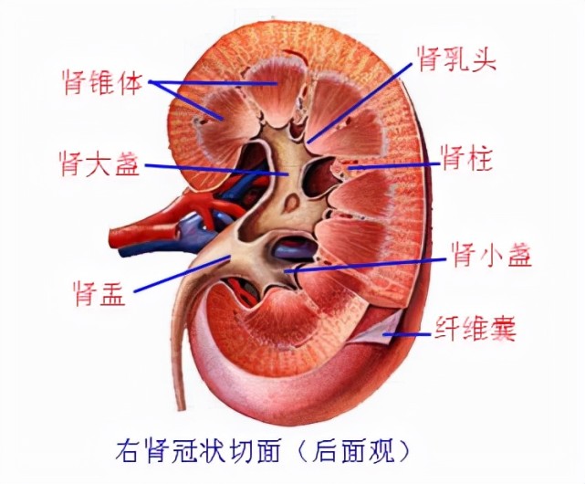 肾肠图片图片