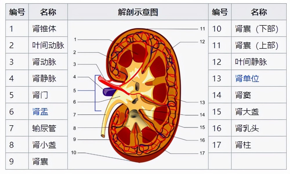 肾的功能的基本单位就是肾单位,成年人一个肾内有40万至 120 万个肾