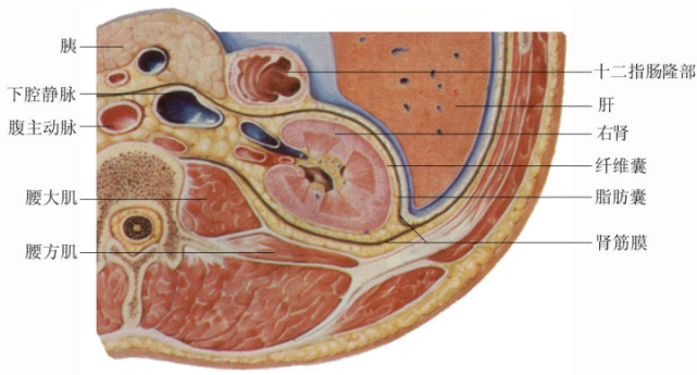 浅话肾脏的解剖结构,一文了解人的肾_腾讯新闻