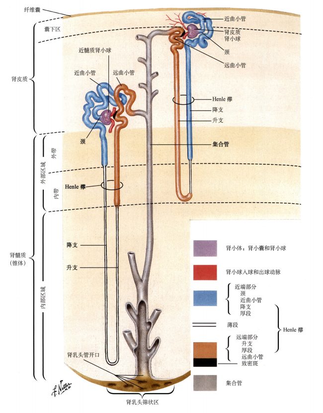 肾脏的结构 腾讯网
