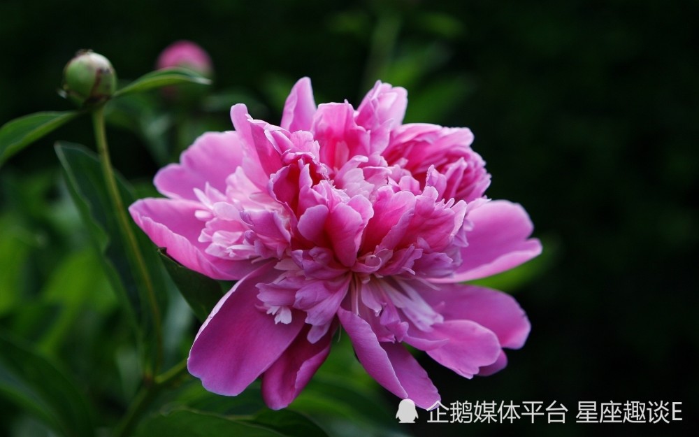 3月日星座运势 烦恼消散 意气风发的四大星座 腾讯新闻
