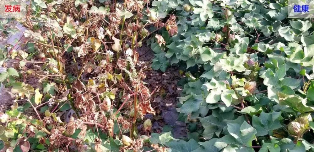 段成国研究组揭示棉花黄萎病菌操纵植物跨界rnai免疫促进侵染的分子