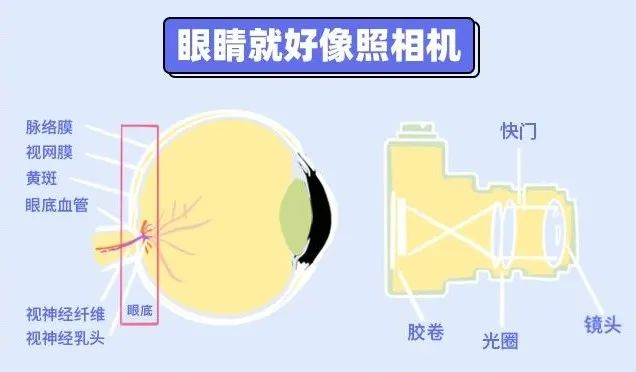 眼底不是谜，是这几类疾病的信号灯(图1)