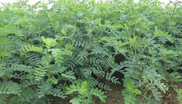 是多年生高大草本植物,属于豆科,也是我们常见的中药材,药用价值非常