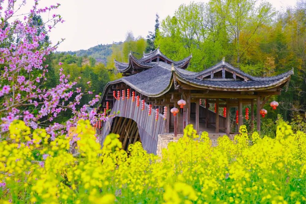 是泰顺春天的"保留节目"花海与古桥相映衬诗中的江南春色就好像有了