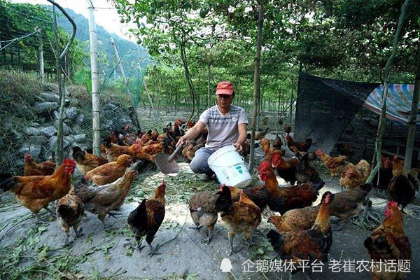 农村搞什么养殖最好 农村搞什么养殖最赚钱