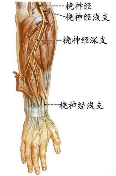 當發生腋部或上肢受壓,感染,肩關節脫臼,肱橈骨骨折,上臂長時間過度外