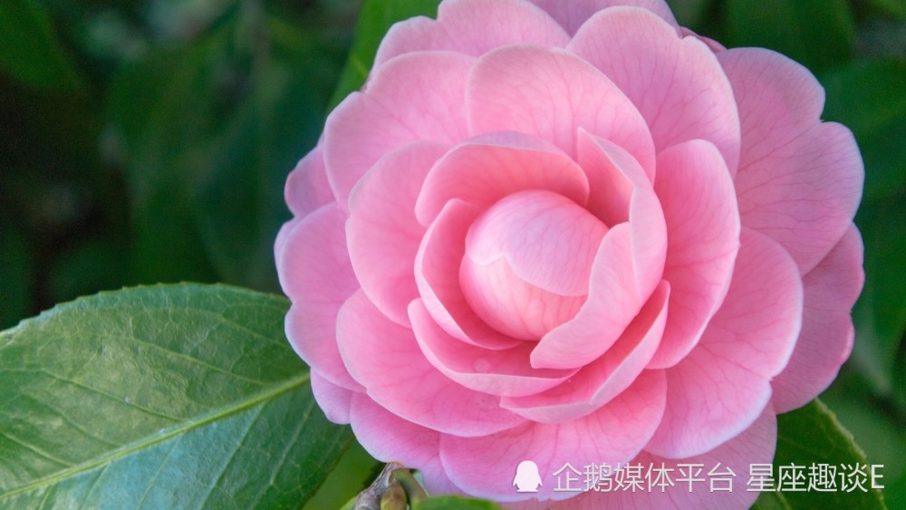 3月日 31日爱情运势 幸福驾到 深情守护的四大星座 天天看点