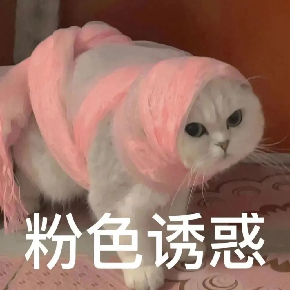 粉色诱惑丨第348期喵表情包